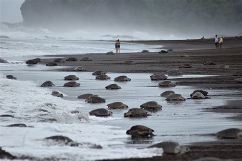 Costa Rica O Et Quand Observer La Ponte Des Tortues