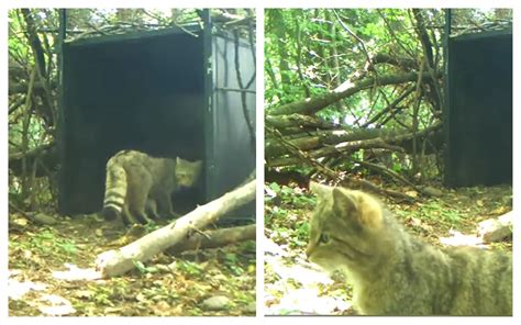 Imagini rare cu o pisică sălbatică, în România. Felina solitară este ...