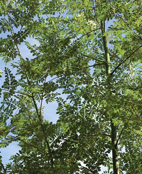 Miraculous Moringa Survives Thrives Here In The Desert Phoenix Home