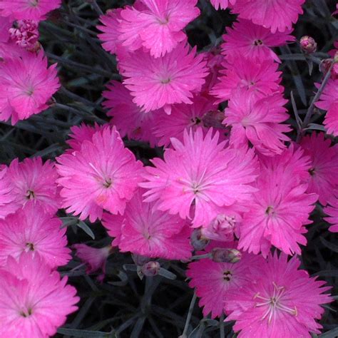 Dianthus, Firewitch - TheTreeFarm.com