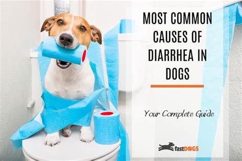 Most Common Causes of Diarrhea in Dogs