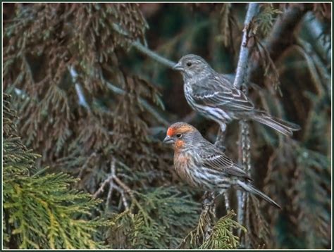 House Finches | Great Bird Pics