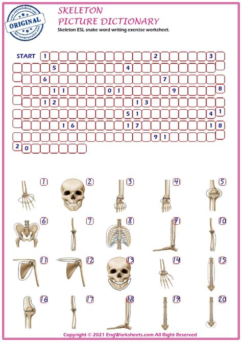 Skeleton Printable English Esl Vocabulary Worksheets Engworksheets