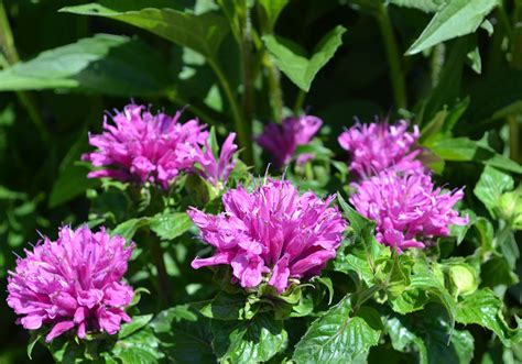 Easy Perennials That Bloom All Summer Back Gardener