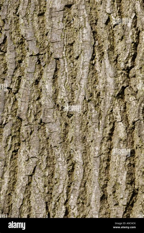 Oak tree bark Stock Photo - Alamy