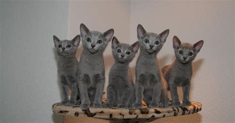 Miss Dermark S Literary Rambles Legend The Origin Of Pussy Willows