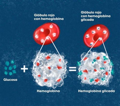 Glycated hemoglobin Laboratorio Clínico Hematológico