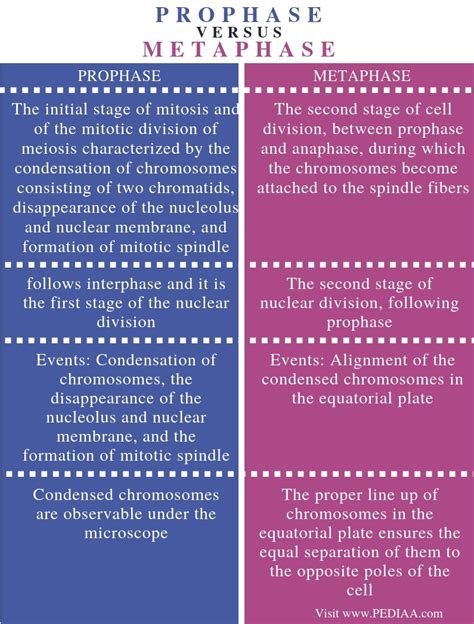 What is the Difference Between Prophase and Metaphase – Pediaa.Com