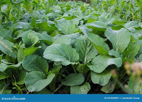 Bok Choy Also Known As Pak Choi Pok Choi Or Chinese Cabbage