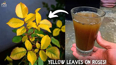 Rose Leaves turning Yellow? - 7 Causes & their Solutions! - Pure Greeny