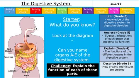 Aqa 9 1 Gcse The Digestive System Organisation Teaching Resources