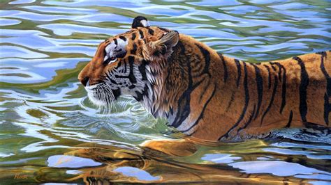 majestic tiger  water hd wallpaper