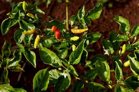 Africa Kenya African Bird Eye Chilli Tree Mace Foods Ltd