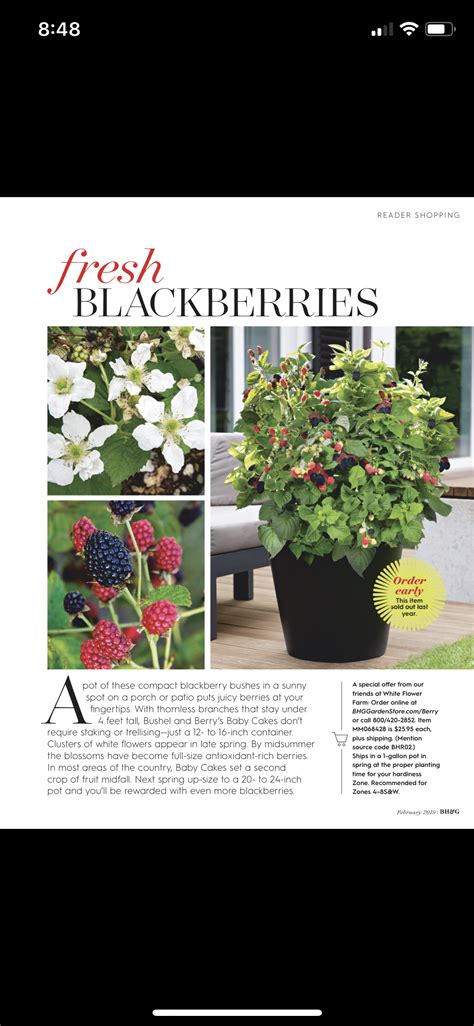 Container Blackberries | White flowers, Blackberry bush, Flowers