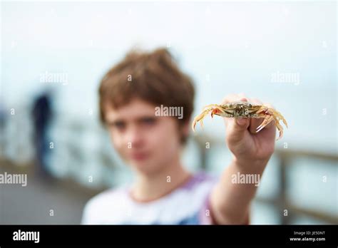 Boy 11 Holding Out A Crab Stock Photo Alamy