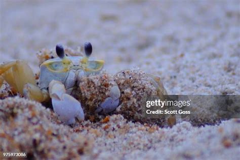 800 Crabby Stock Photos, High-Res Pictures, and Images - Getty Images