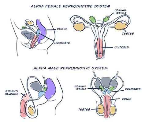 Omegaverse Guide Reproductive Systems Wattpad