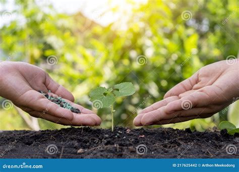 Las Manos De Los Agricultores Están Fertilizando Las Plántulas Y