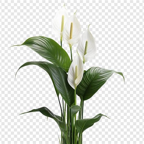 Premium PSD Peace Lily Spathiphyllum Wallisii Flower Png Isolated On