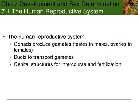 Ppt Chp Development And Sex Determination The Human