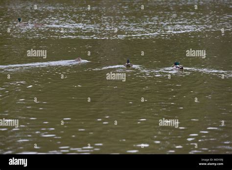 Parco Bois Du Boulogne Immagini E Fotografie Stock Ad Alta Risoluzione