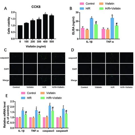 Visfatin Activates Pi K Akt Hsp Signal Axis In H C Cells A Western