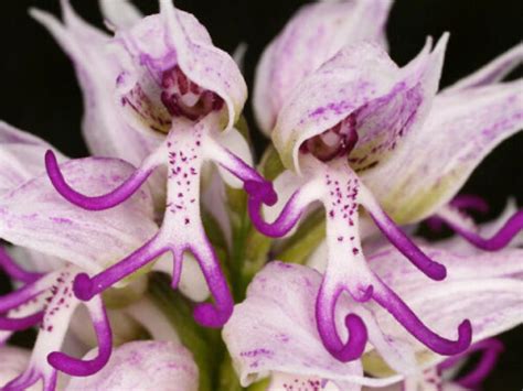 Naked Man Orchid Orchis Italica Italian Orchid