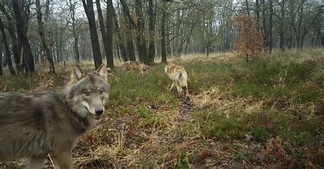 Wat Je Moet Doen Als Je Oog In Oog Staat Met Acht Wolven ‘de Wolf Is