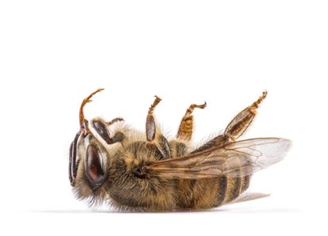 400 Dead Honeybee Stock Photos Pictures And Royalty Free Images Istock