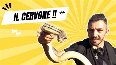 Il CERVONE Il SERPENTE più LUNGO d Italia YouTube