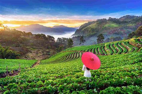 dharamshala  palampur tea gardens himalayan bliss