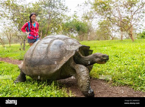 Original Photo- Giant Wild Tortoise, Chata Preserve, Santa Cruz Island ...