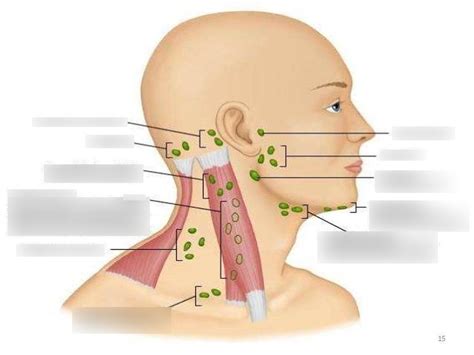 Cervical Lymph Nodes Diagram Quizlet