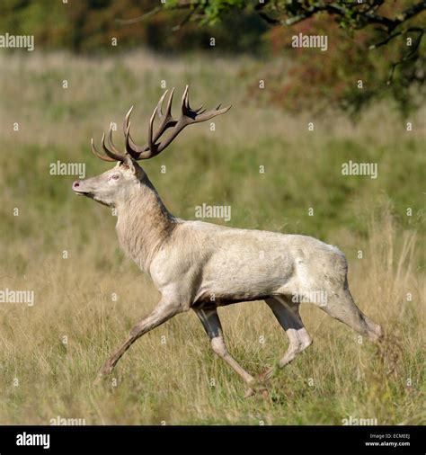 Fleeing Hi Res Stock Photography And Images Alamy