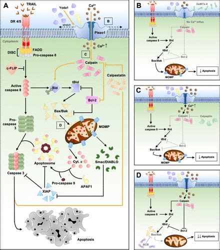 Chemical Activation And Mechanical Sensitization Of Piezo Enhance