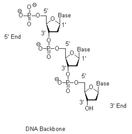 Sugar Phosphate Backbone Diagram