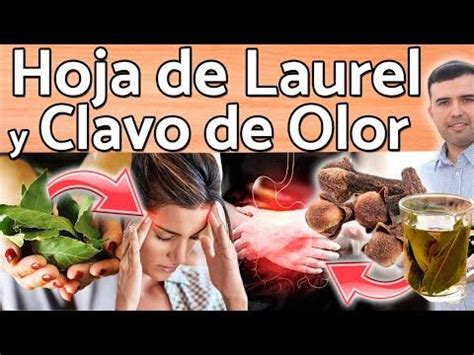 Hoja De Laurel Y Clavo De Olor Pueden Salvarte Para Qué Sirve