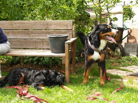 Sky Berner Sennenhund R De Geb Nicht Kastriert Sucht Ein