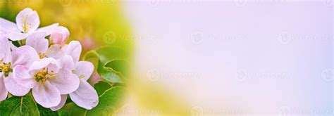 Bright colorful spring flowers 9887784 Stock Photo at Vecteezy