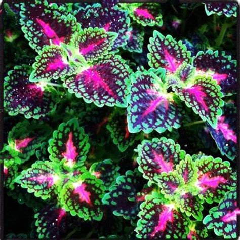 Cioler 100pcs Coleus Samen Buntnessel Samen Farbigen Gras Samen Bonsai