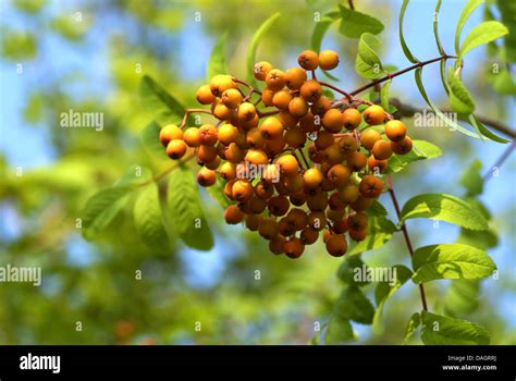 European Mountain Ash Rowan Tree Sorbus Aucuparia Twig With Ripe