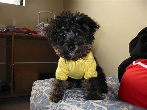 Yorkie Poo Puppy Pictures - Yorkie-Poo-Puppy0145