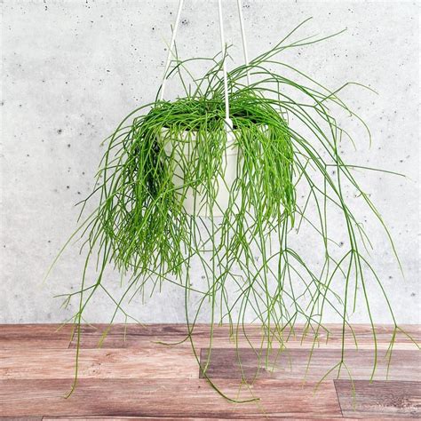 Rhipsalis burchellii - Mistletoe Cactus - Hanging Basket – Northern ...