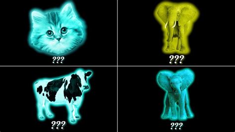 Kitten Elephant Cow And Baby Elephant Sound Variations Mega Mix