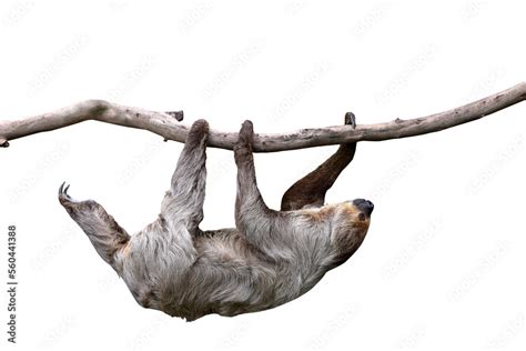 Cute Two Toed Sloth Hanging On Tree Branch Isolated On Transparent