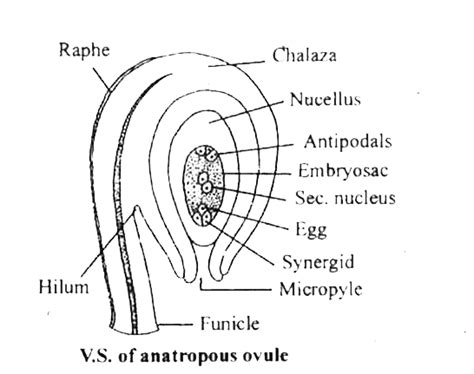 [kannada Solution] Draw A Neat Labelled Diagram Of An Anatropous Ovule