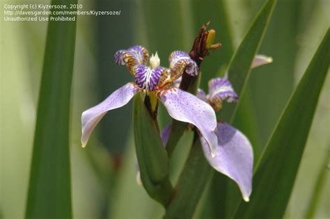 Plantfiles Pictures Neomarica Giant Apostles Iris Walking Iris Regina Neomarica Caerulea