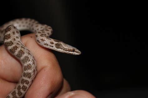 Culebra Nocturna Del Desierto Gu A De Serpientes De Baja California