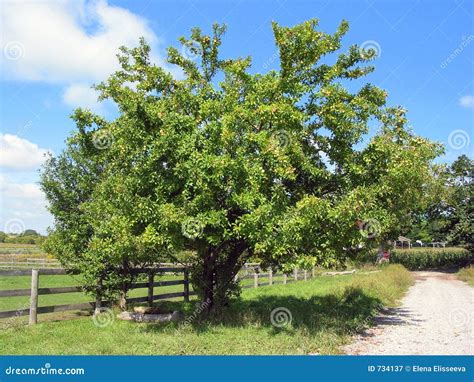 Farm apple tree stock image. Image of bright, harvest, tree - 734137