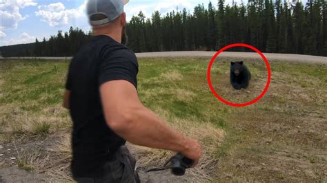 6 Bear Encounters That Will Leave You Shook YouTube